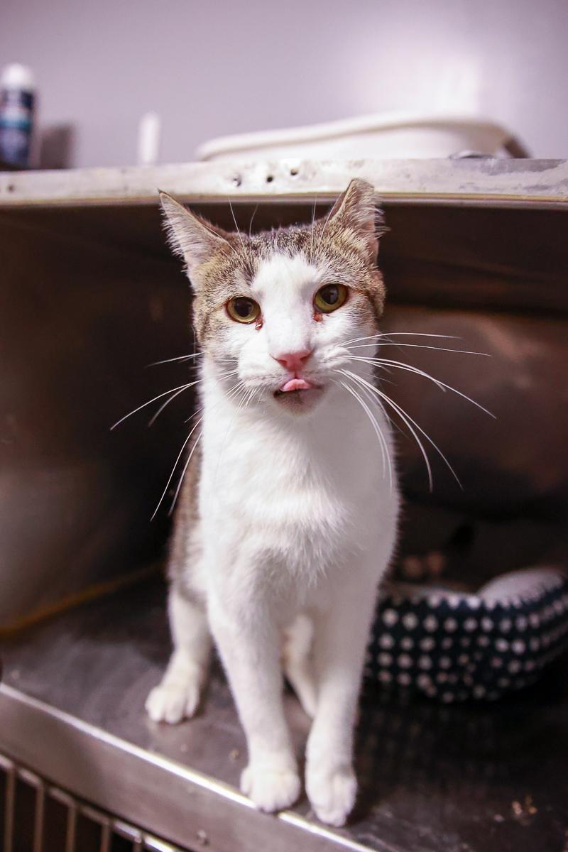 Enlarge Shirley, a Adoptable Domestic Short Hair in Loogootee, IN image 1/2