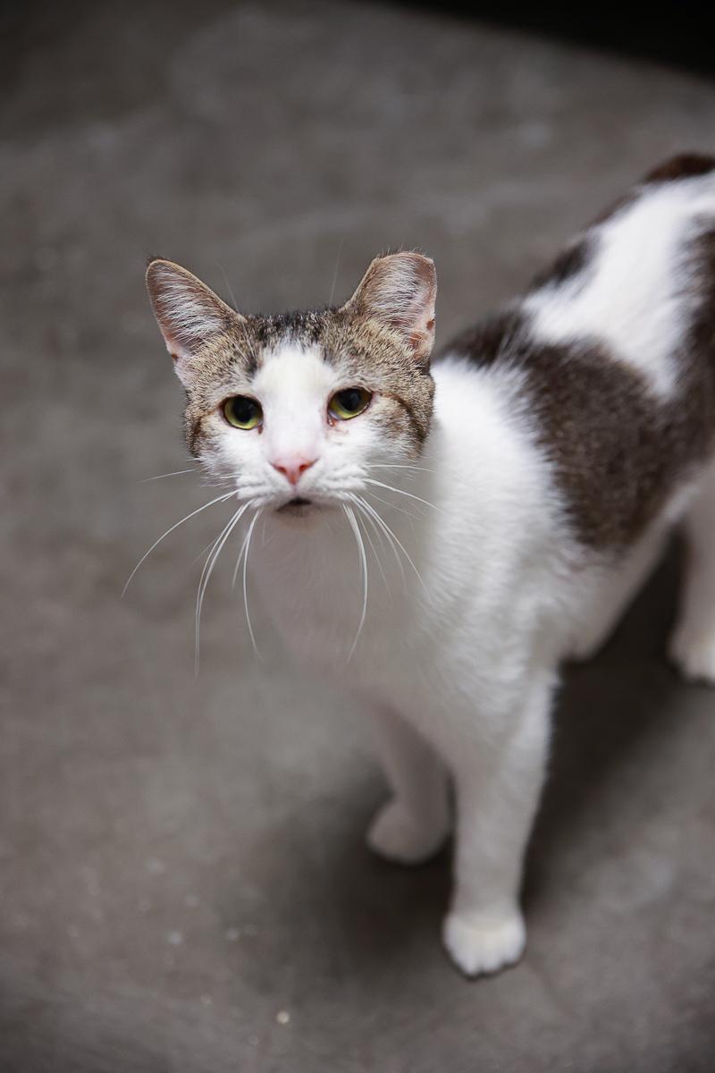 Enlarge Shirley, a Adoptable Domestic Short Hair in Loogootee, IN image 2/2