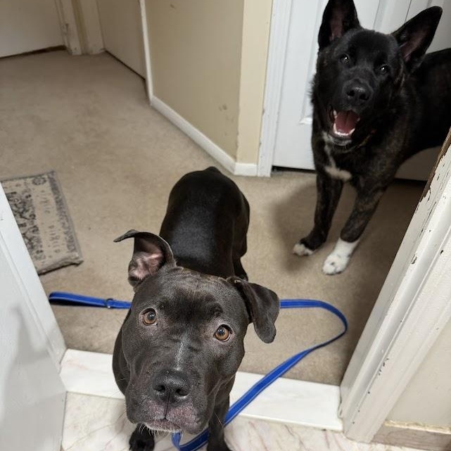 Enlarge Sweetie CM 1/25, a Adoptable mixed breed in Livonia, MI image 5/6