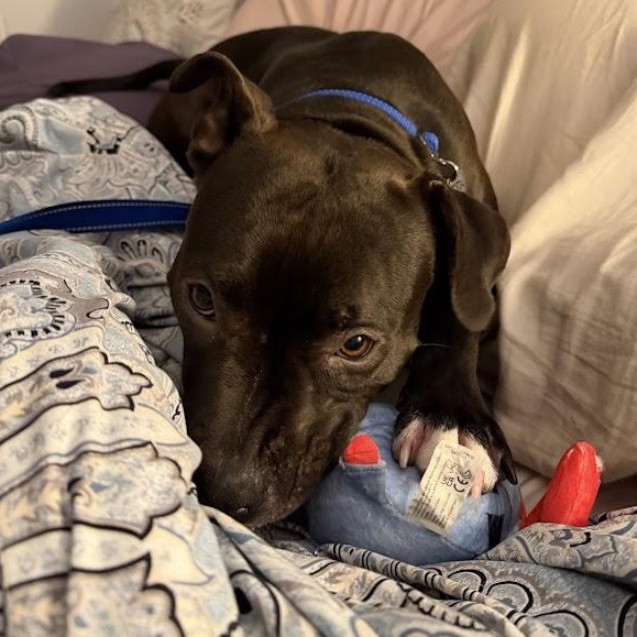 Enlarge Sweetie CM 1/25, a Adoptable mixed breed in Livonia, MI image 3/6