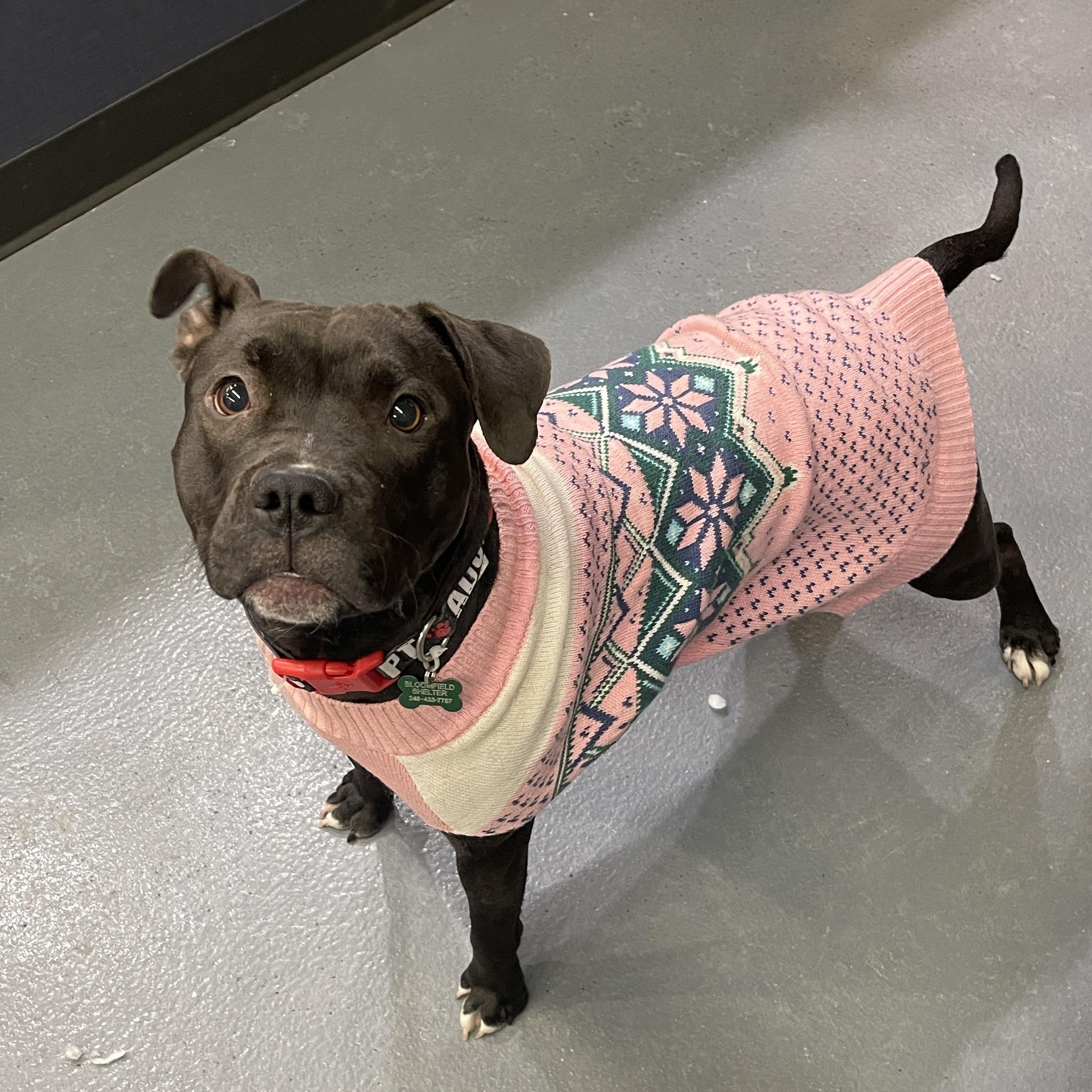 Enlarge Sweetie CM 1/25, a Adoptable mixed breed in Livonia, MI image 4/6
