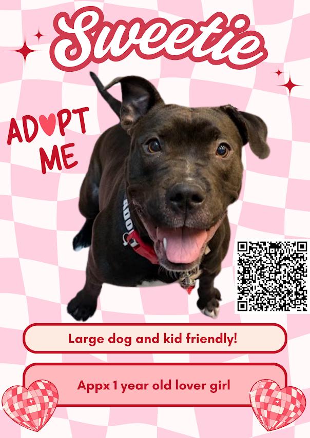 Enlarge Sweetie CM 1/25, a Adoptable mixed breed in Livonia, MI image 2/6