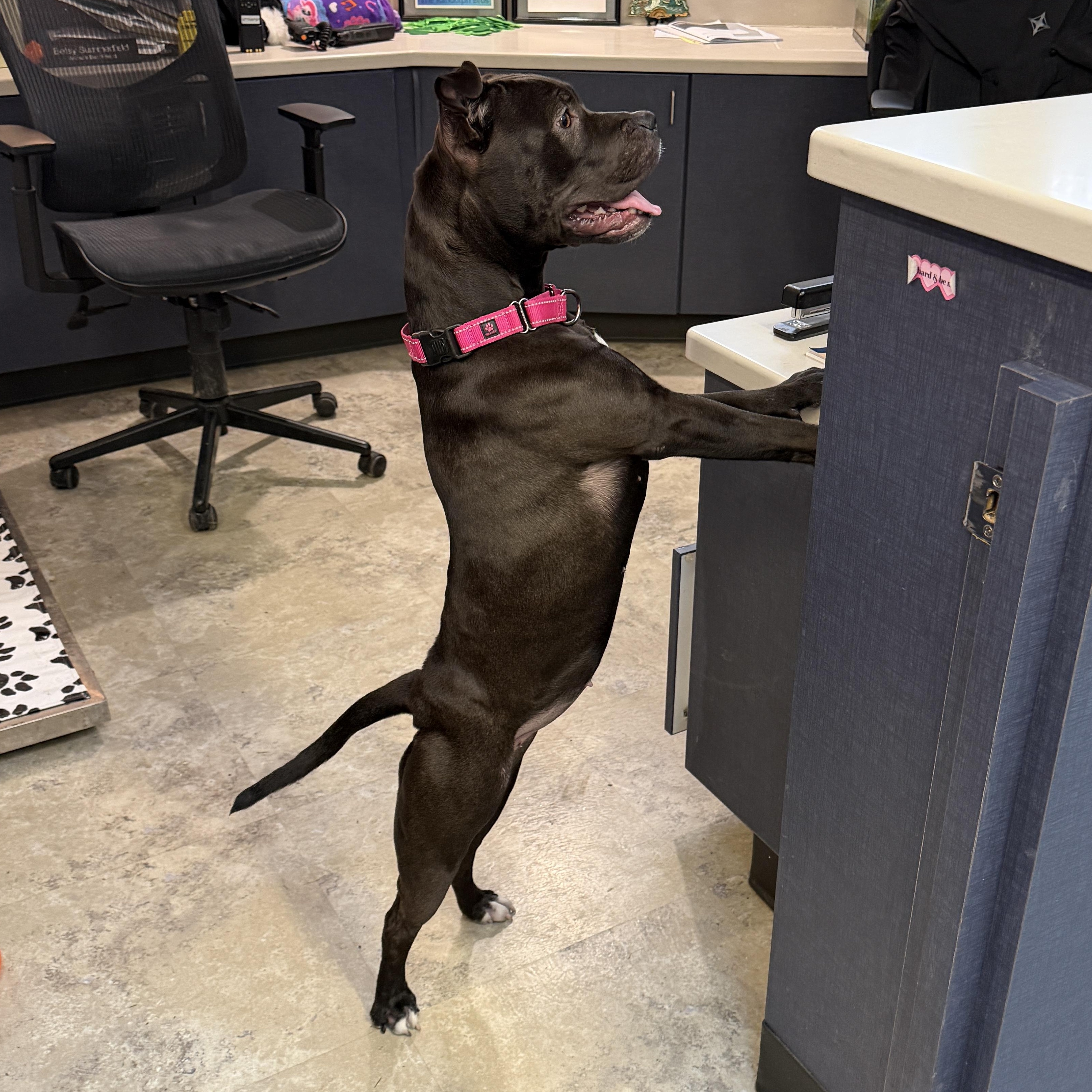 Enlarge Sweetie CM 1/25, a Adoptable mixed breed in Livonia, MI image 6/6
