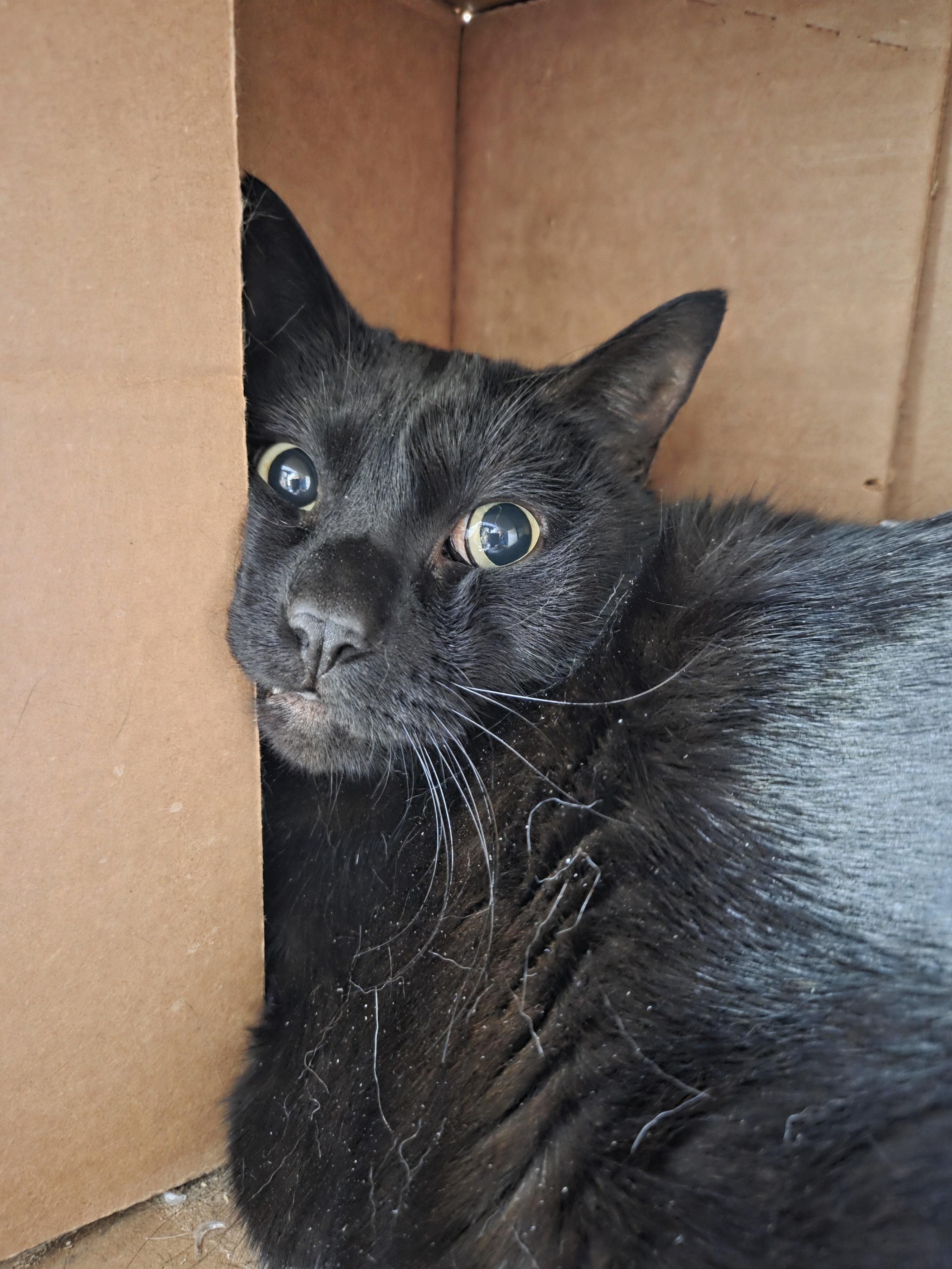 Bambu (Thumbsies!), ADOPTABLE, Adult Male Domestic Short Hair.