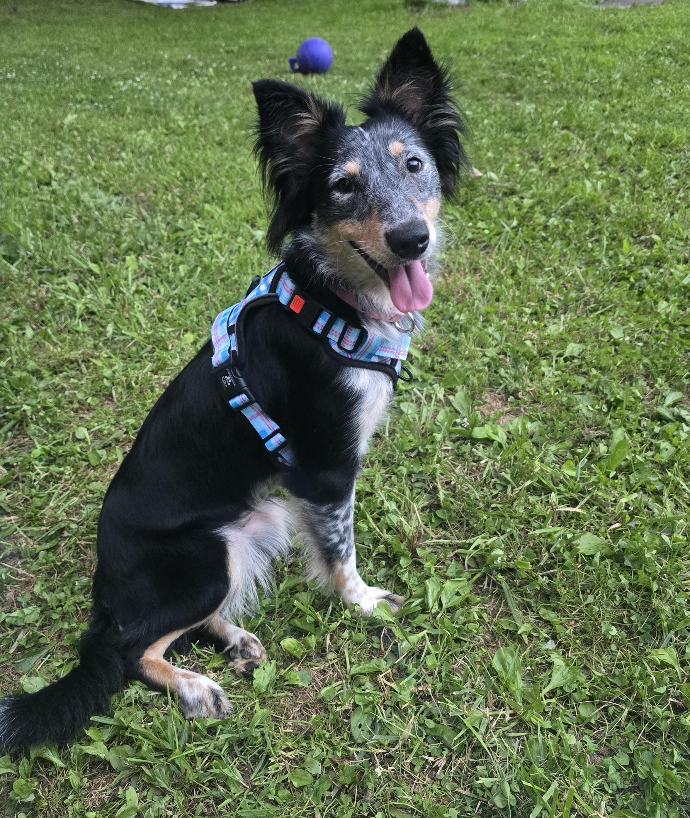 Evelyn, ADOPTABLE, Adult Female Australian Shepherd & Border Collie.