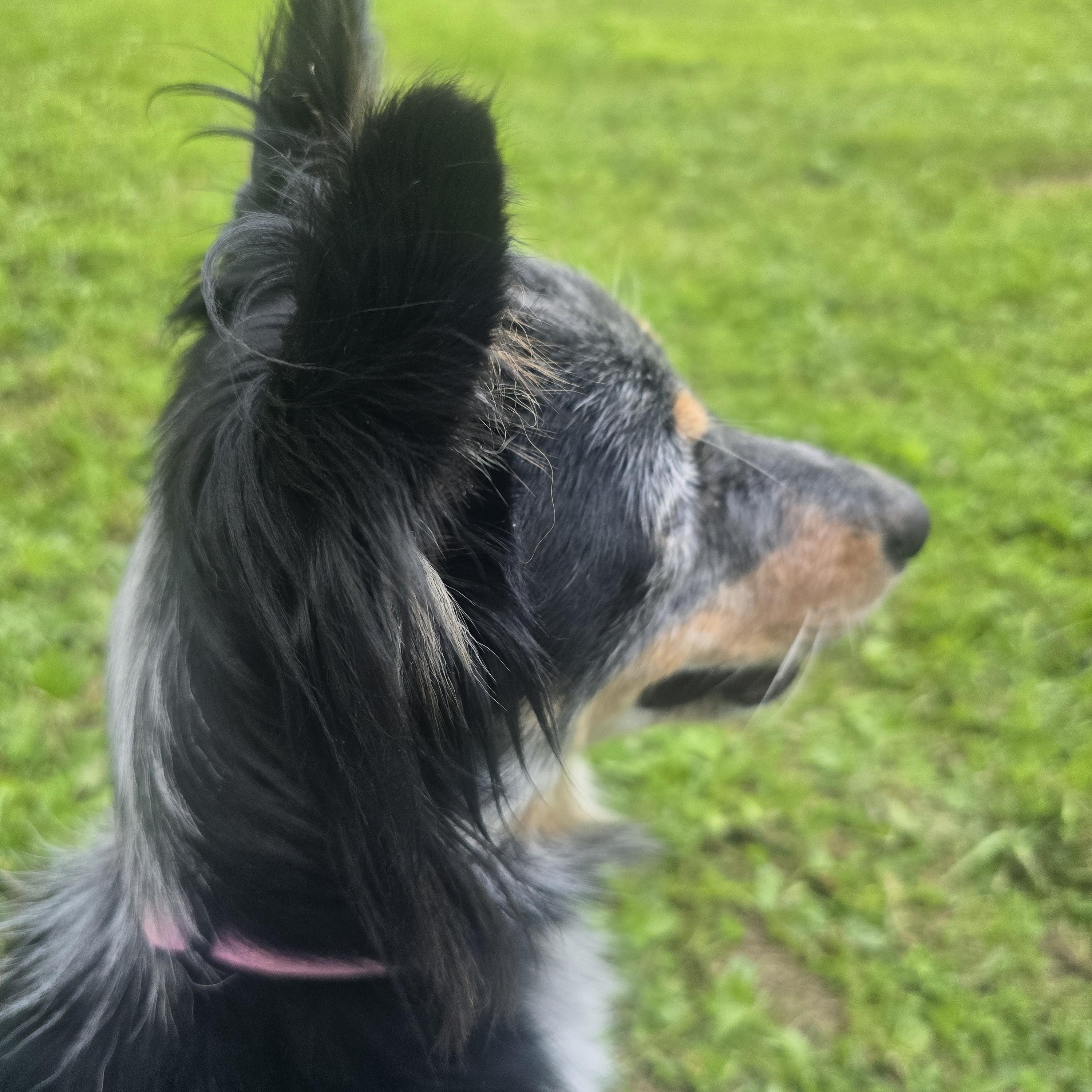 Enlarge Evelyn, a ADOPTABLE mixed breed in Athens, NY image 4/5