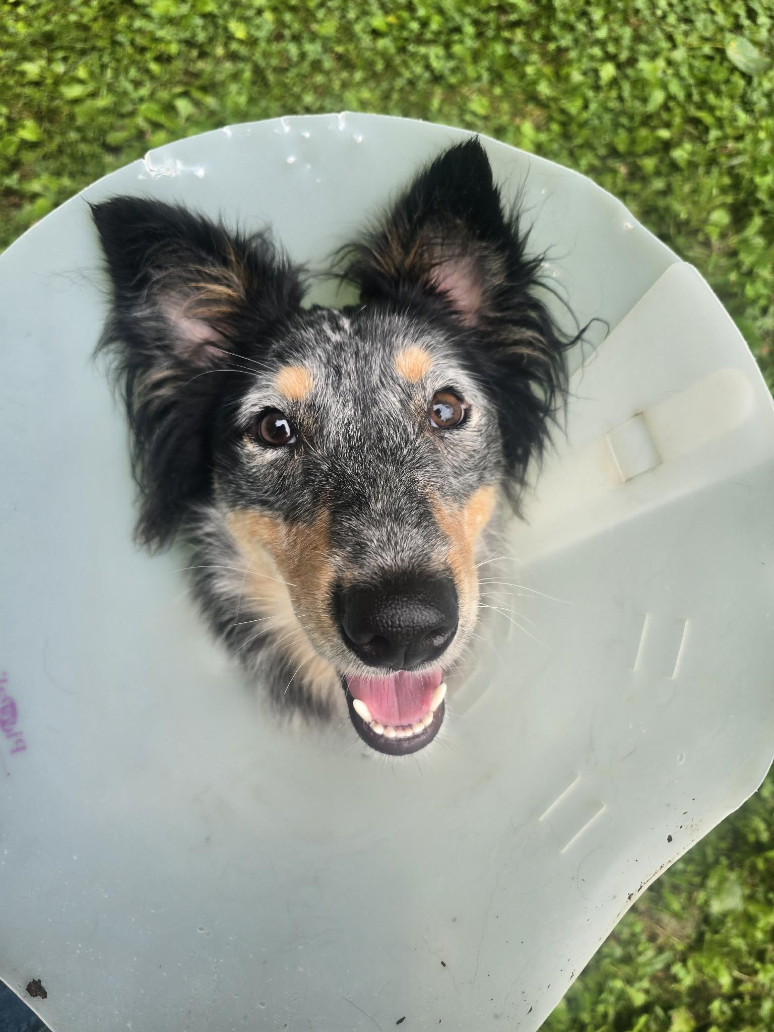 Enlarge Evelyn, a ADOPTABLE mixed breed in Athens, NY image 3/5