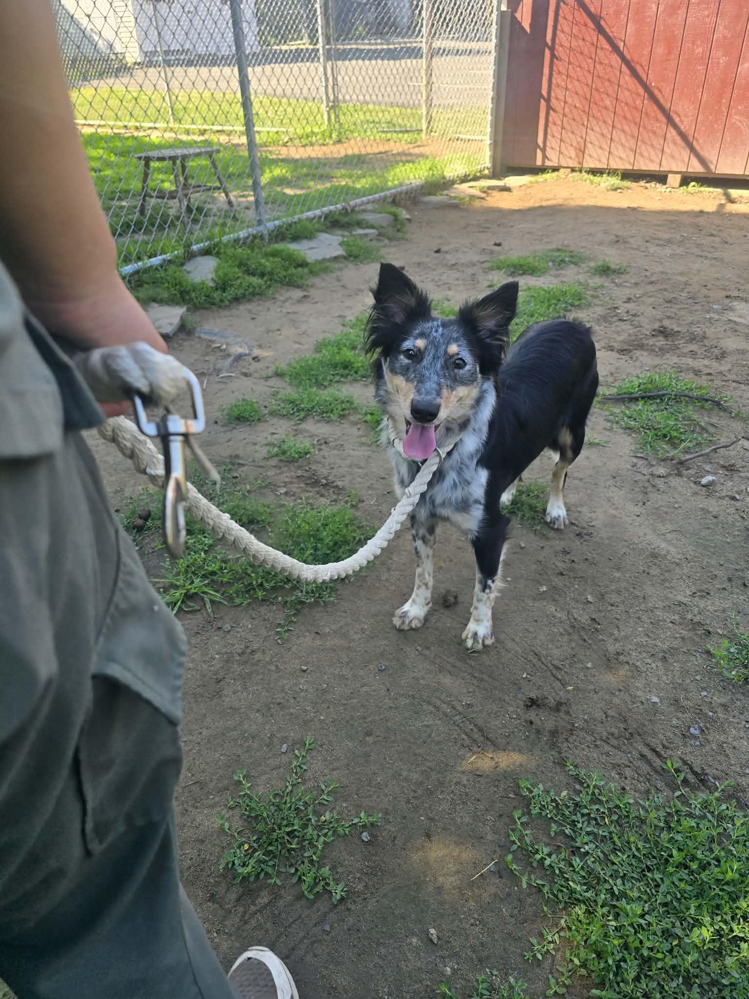 Enlarge Evelyn, a ADOPTABLE mixed breed in Athens, NY image 2/5
