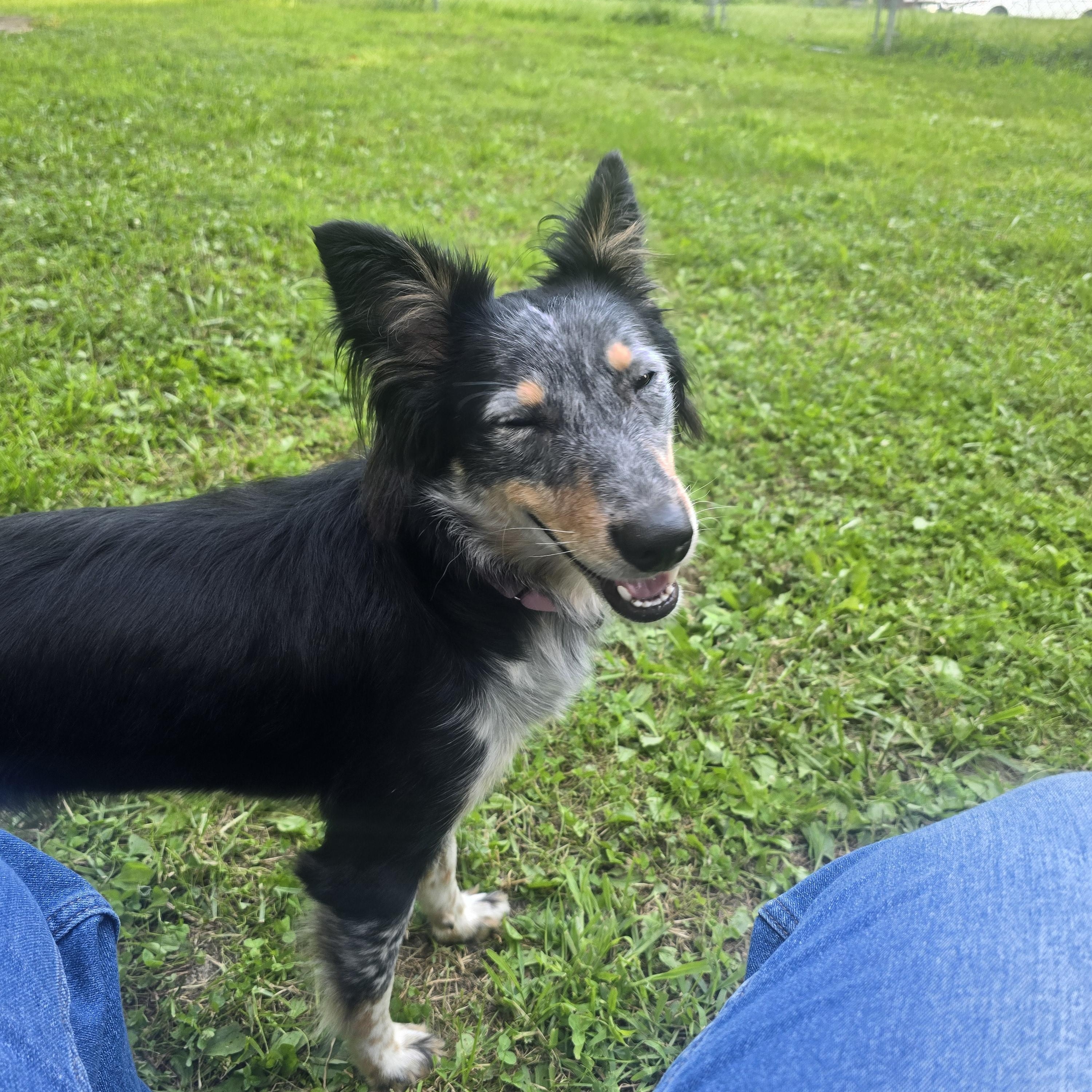 Enlarge Evelyn, a ADOPTABLE mixed breed in Athens, NY image 5/5