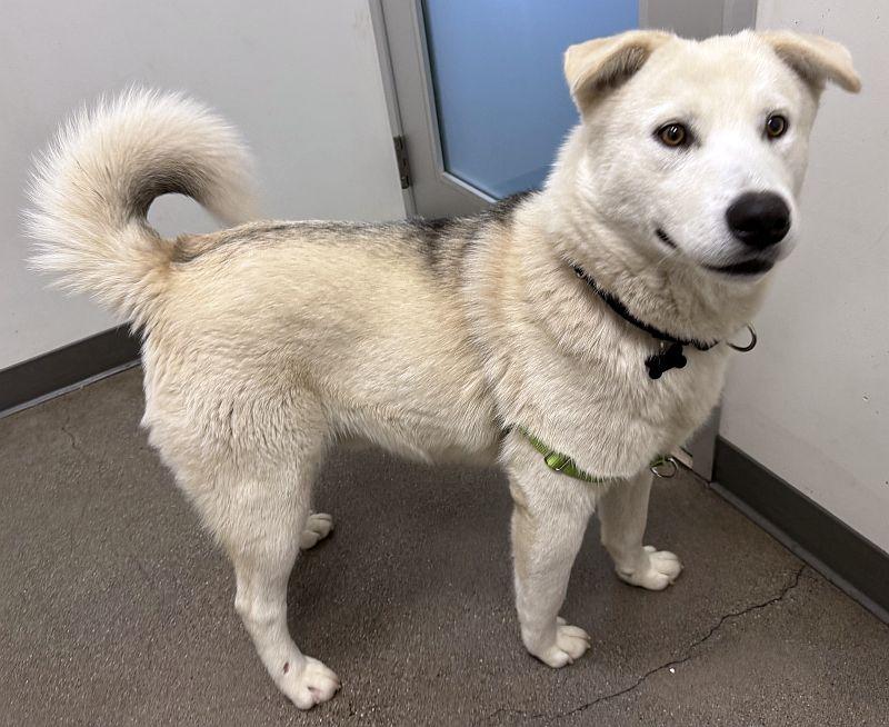 Briar, an adoptable Siberian Husky in Berkeley, CA image 4/6