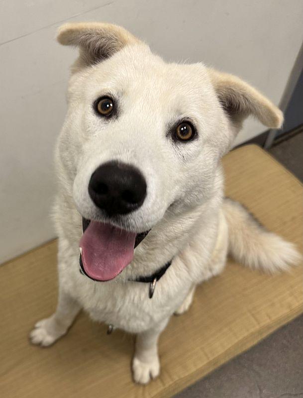 Briar, an adoptable Siberian Husky in Berkeley, CA image 1/6