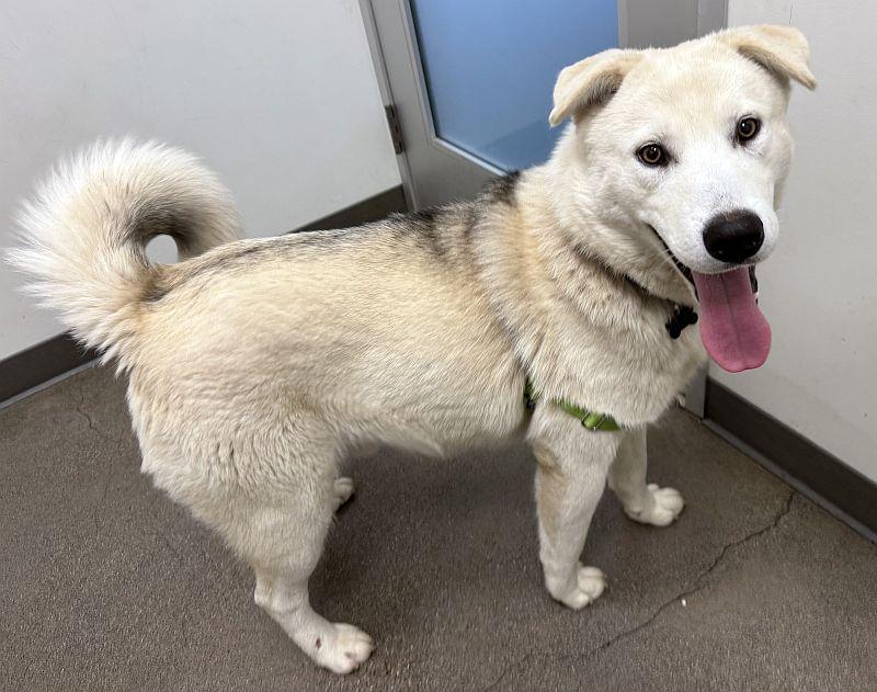 Briar, an adoptable Siberian Husky in Berkeley, CA image 5/6