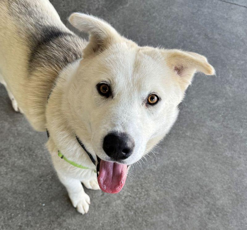 Briar, an adoptable Siberian Husky in Berkeley, CA image 2/6