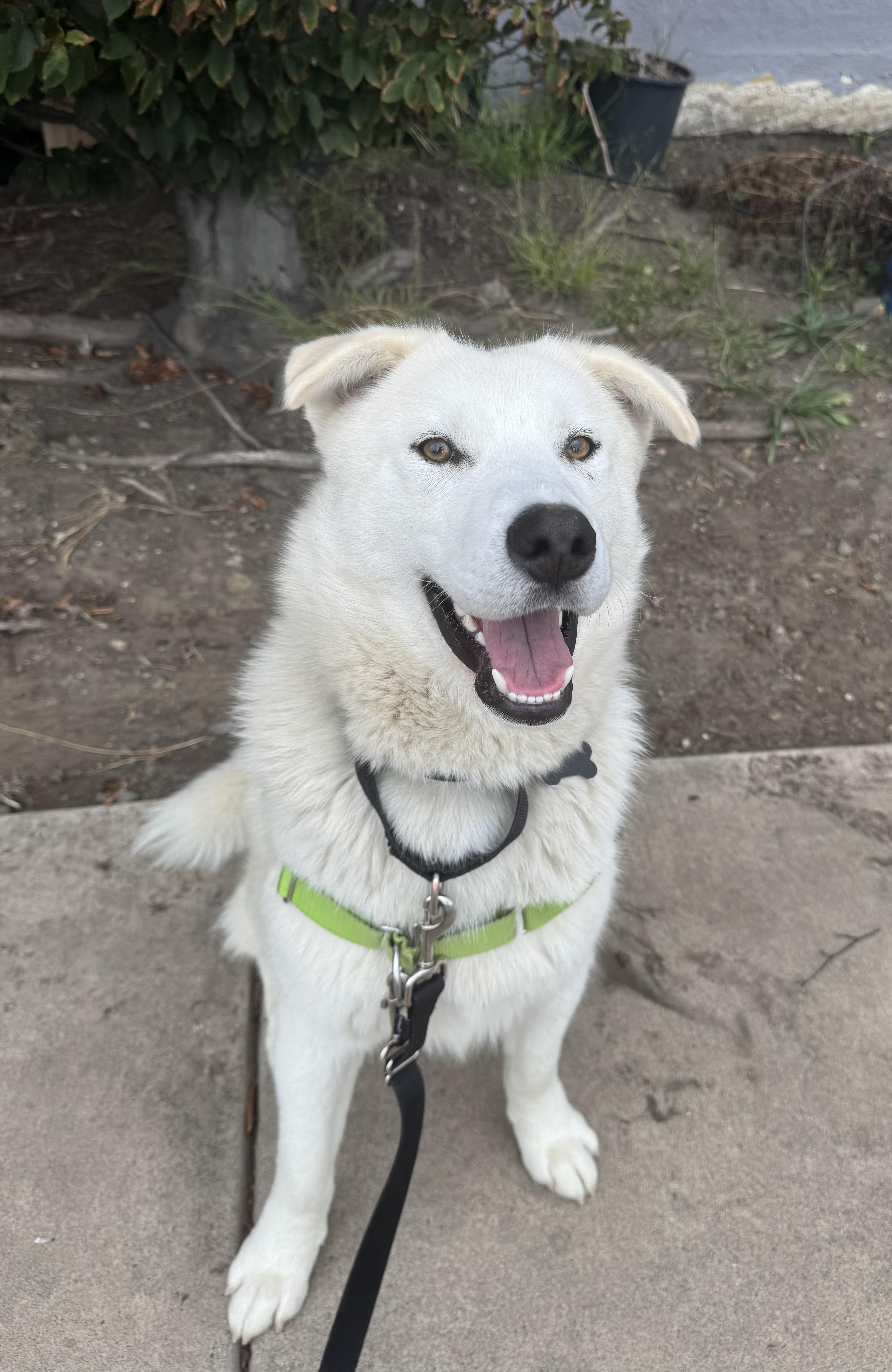 Briar, an adoptable Siberian Husky in Berkeley, CA image 3/6