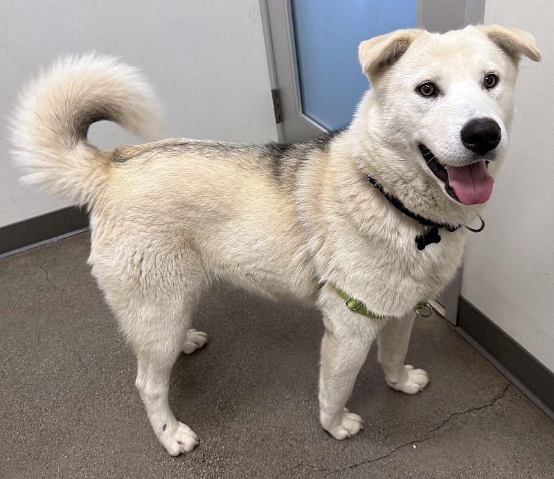 Briar, an adoptable Siberian Husky in Berkeley, CA image 6/6