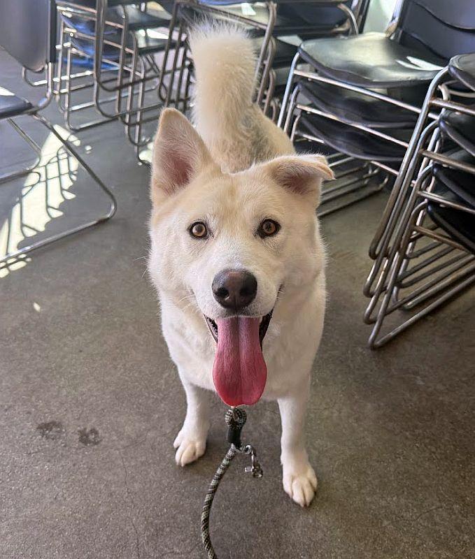 Briar, adoptable, Puppy Male Siberian Husky.