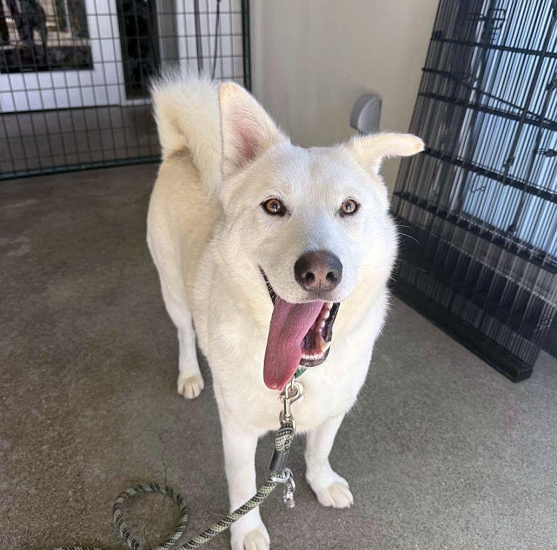 Briar, an adoptable Siberian Husky in Berkeley, CA image 5/6