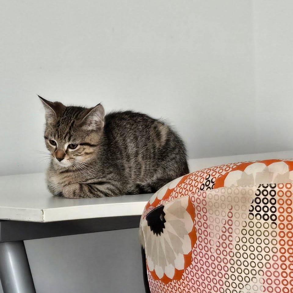 Enlarge Baja, an adopted Tiger in West Lafayette, IN image 1/1