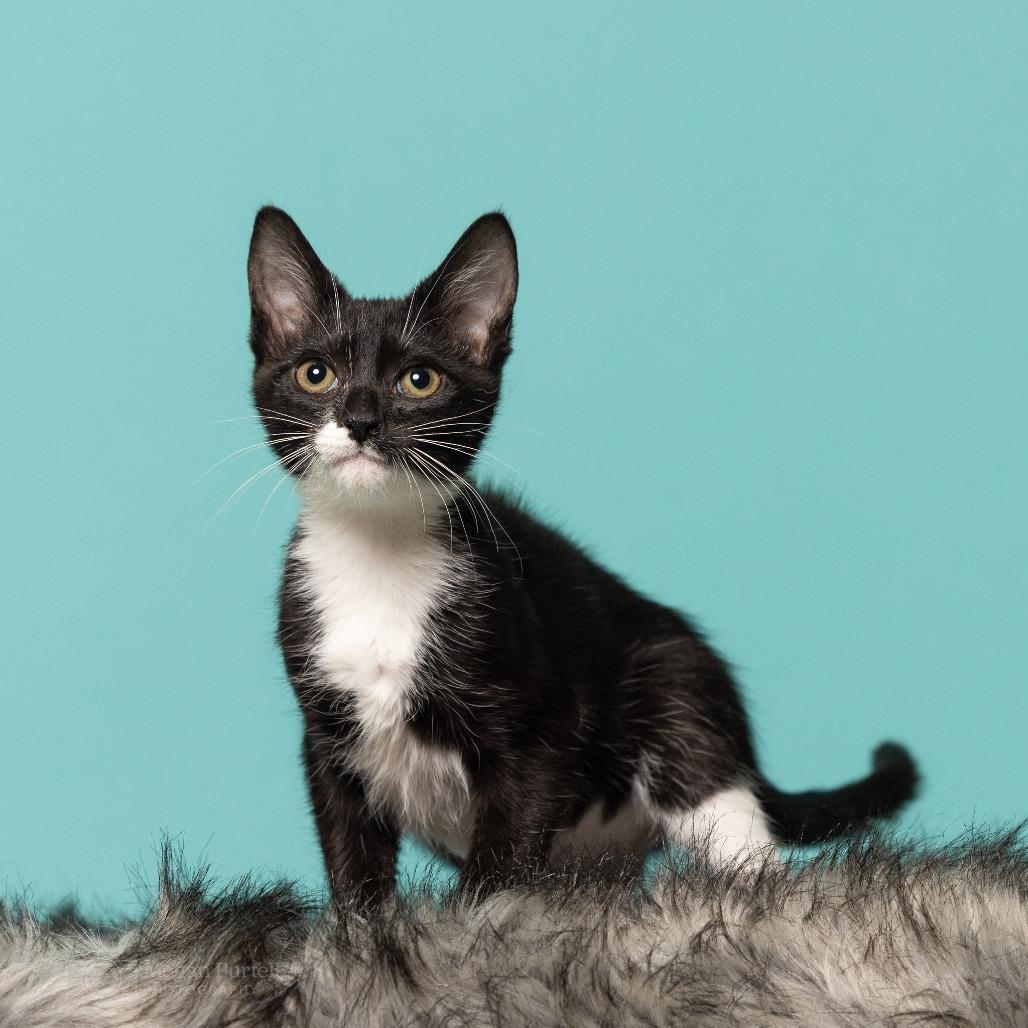 Enlarge Winnie, a Adoptable Domestic Short Hair in Chantilly, VA image 2/5