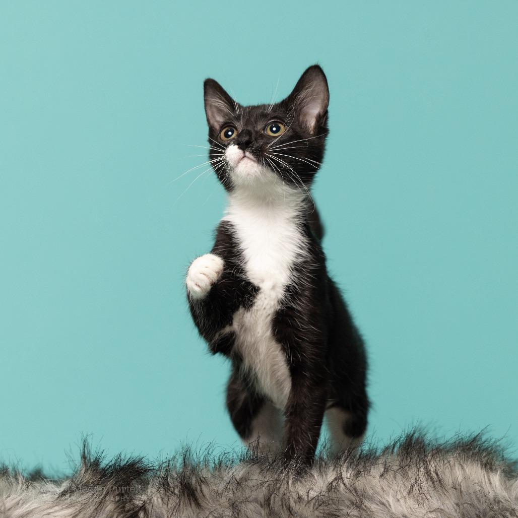 Enlarge Winnie, a Adoptable Domestic Short Hair in Chantilly, VA image 3/5