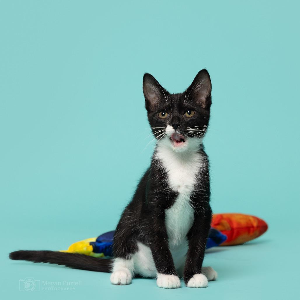 Enlarge Winnie, a Adoptable Domestic Short Hair in Chantilly, VA image 4/5