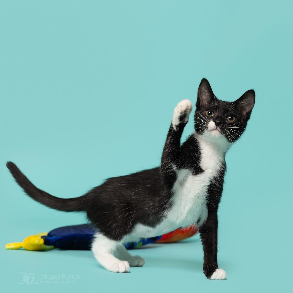 Enlarge Winnie, a Adoptable Domestic Short Hair in Chantilly, VA image 5/5