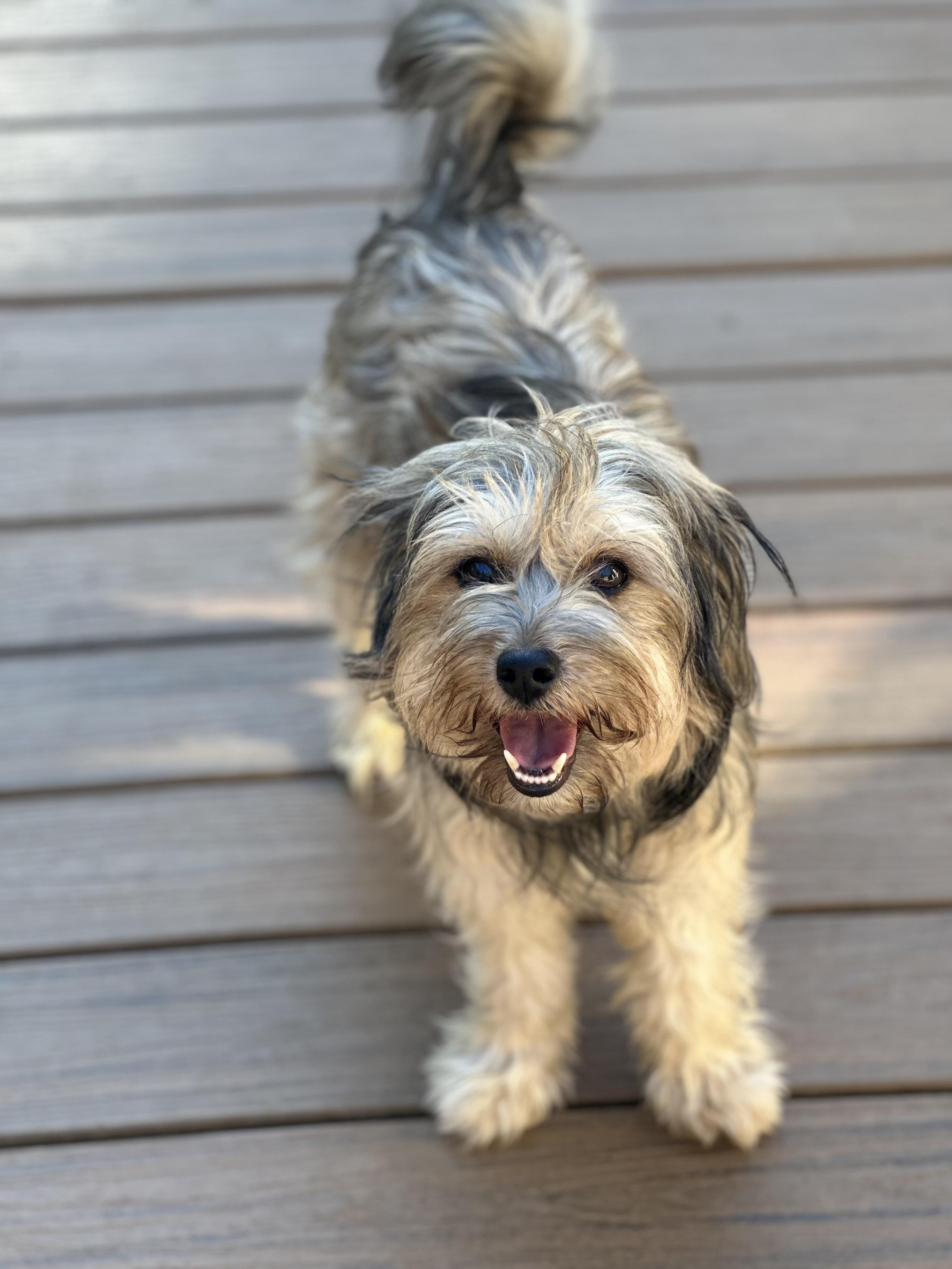 Enlarge Dutch, a ADOPTABLE mixed breed in Maiden, NC image 2/2