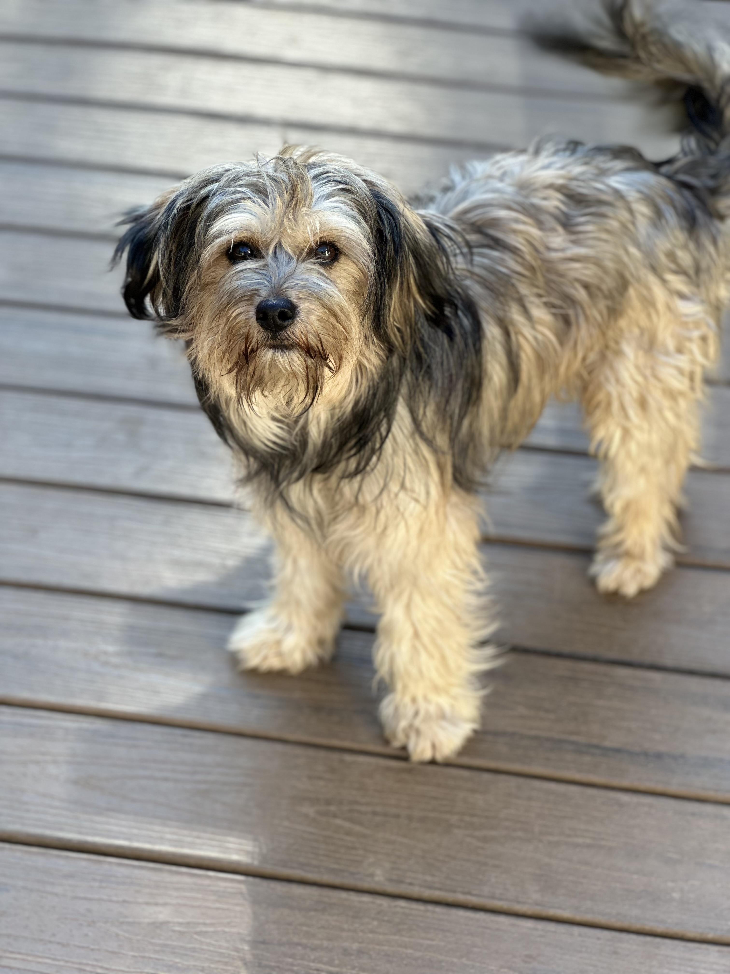 Enlarge Dutch, a ADOPTABLE mixed breed in Maiden, NC image 1/2