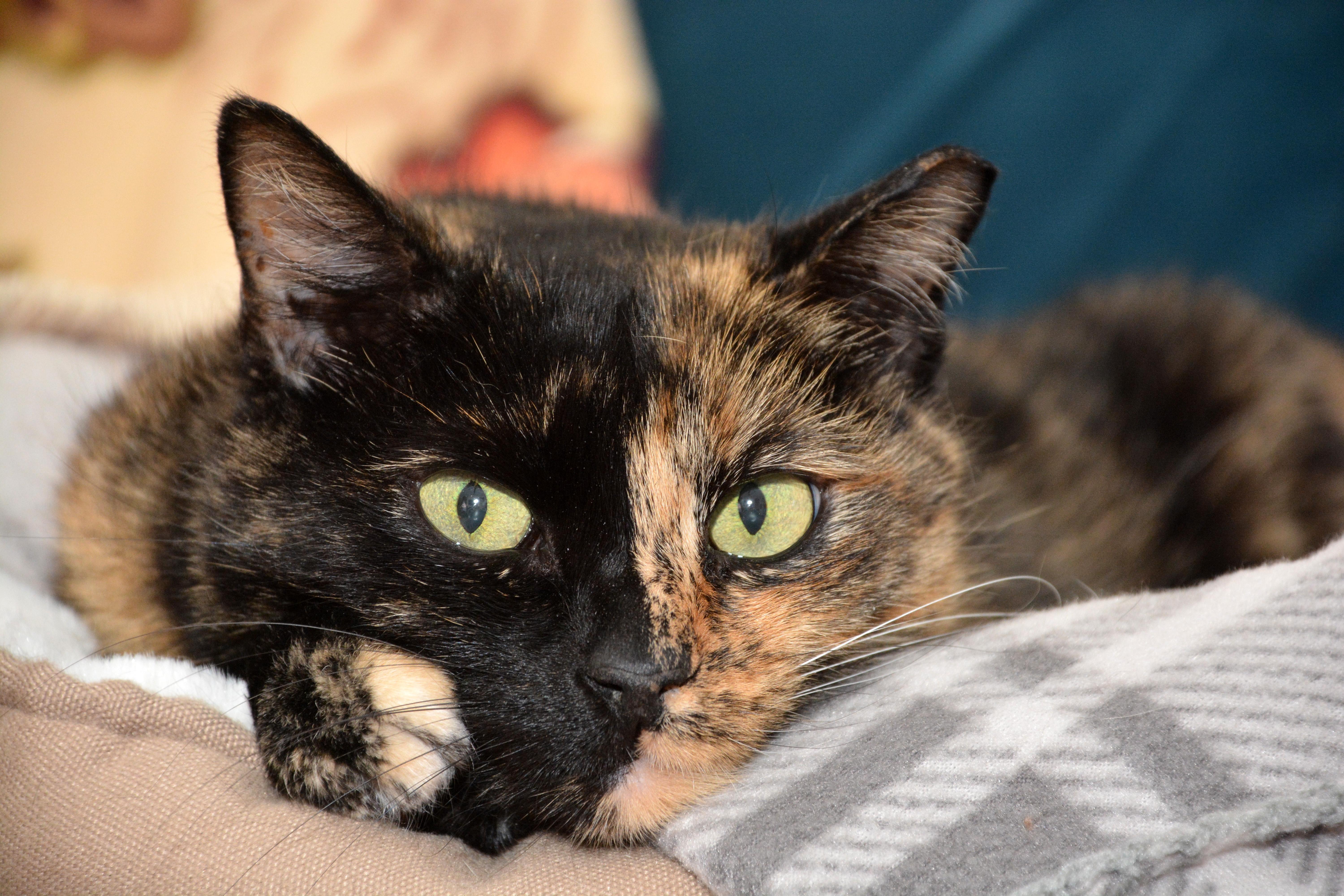 Enlarge Beauty, a Adopted mixed breed in Round Rock, TX image 1/10