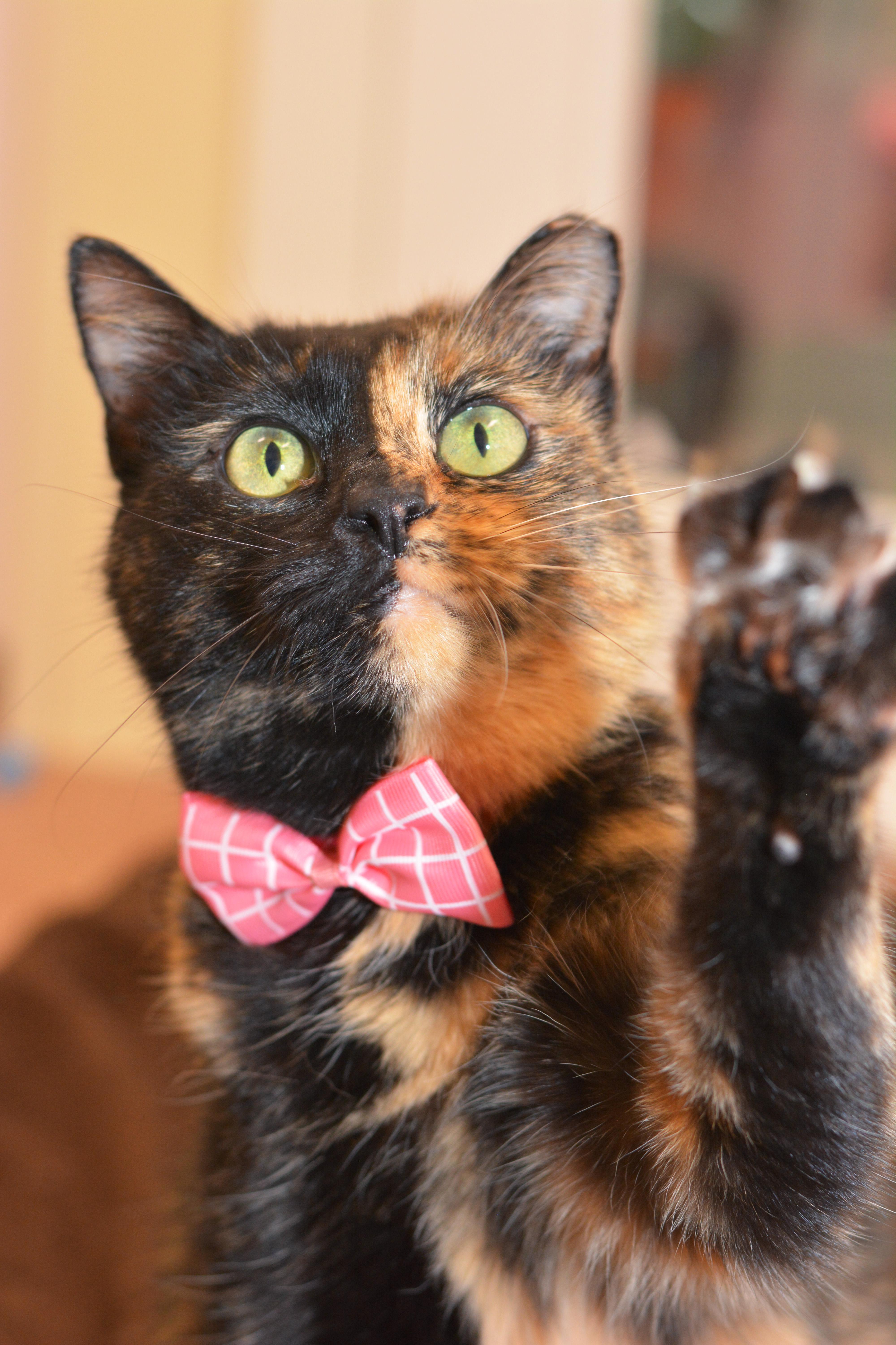 Beauty, Adopted, Senior Female Domestic Short Hair & Tortoiseshell.