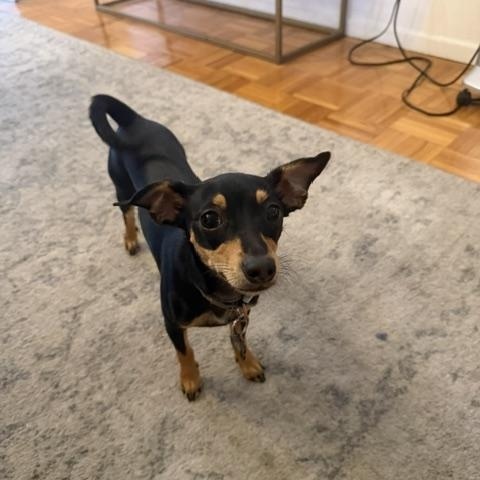 Camille, Adoptable, Young Female Chihuahua.