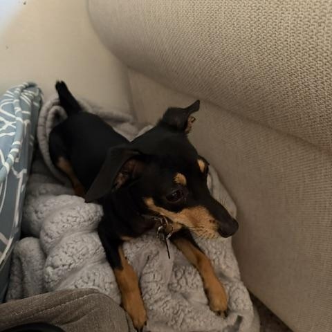 Enlarge Camille, a Adoptable mixed breed in West Hollywood, CA image 3/5