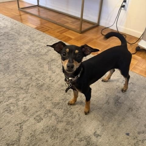 Enlarge Camille, a Adoptable mixed breed in West Hollywood, CA image 2/5