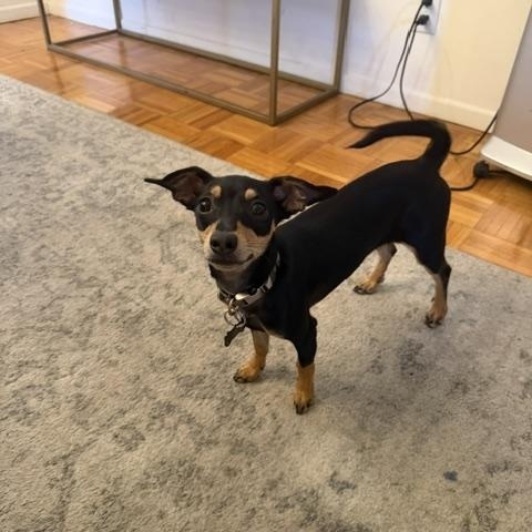 Enlarge Camille, a Adoptable mixed breed in West Hollywood, CA image 5/5