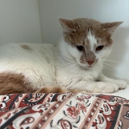 Enlarge Walter (ID 50791/959), an adopted Domestic Short Hair in Manassas, VA image 1/1