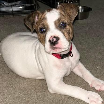 Aloka, ADOPTABLE, Puppy Female Mixed Breed.