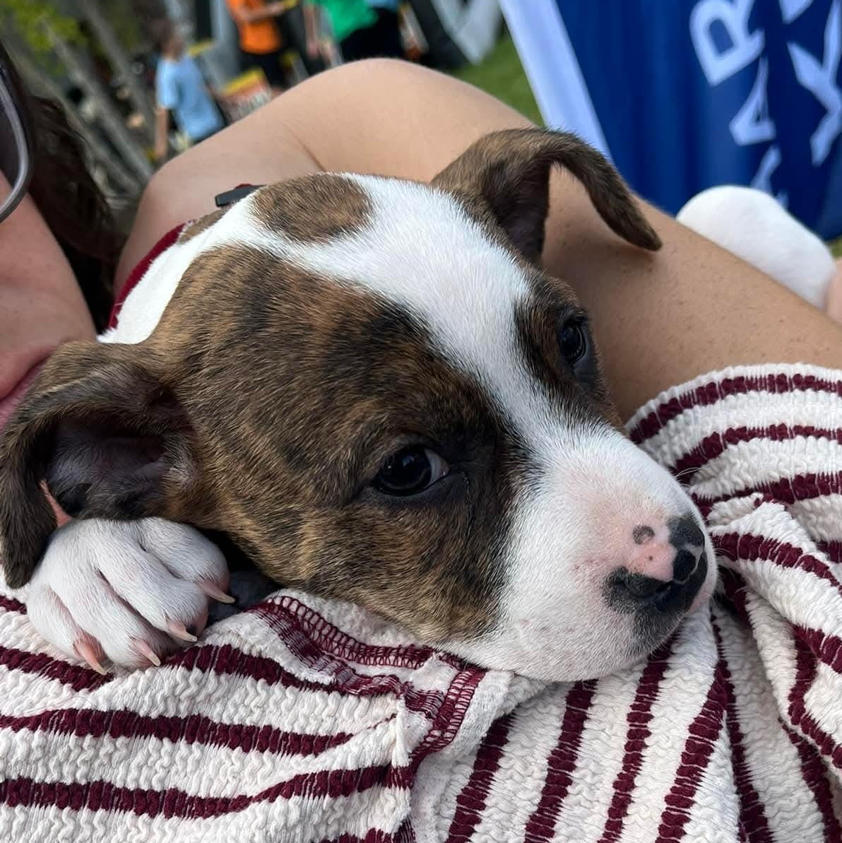Aloka, ADOPTABLE, Puppy Female Mixed Breed.