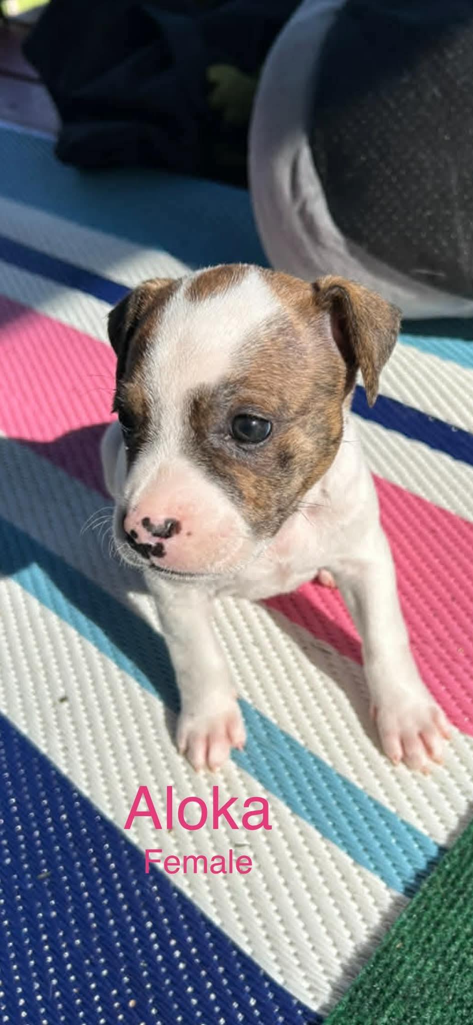 Enlarge Aloka, a ADOPTABLE Mixed Breed in Harrodsburg, KY image 2/2