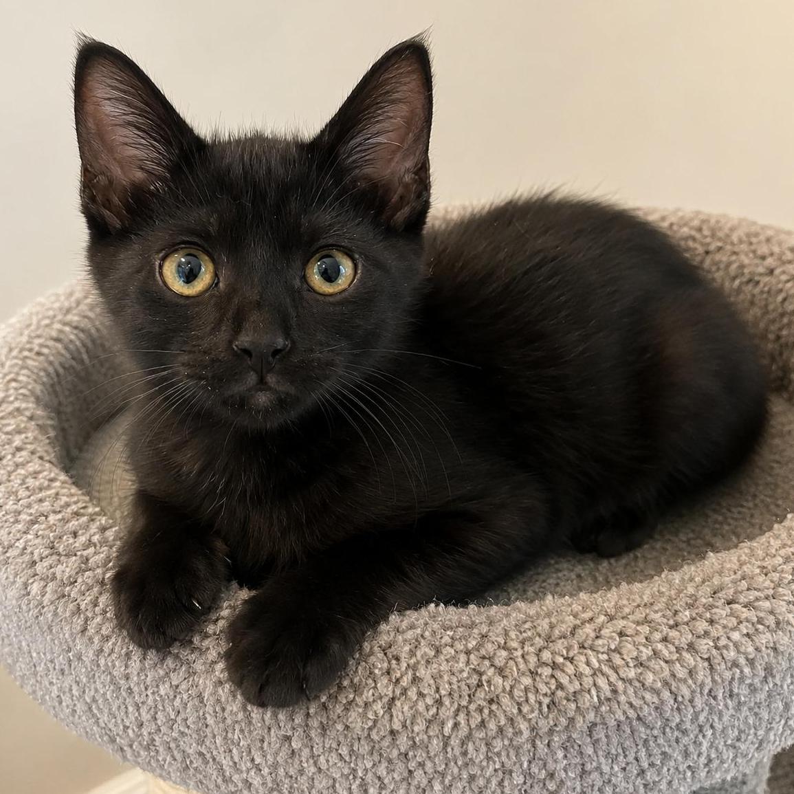 Enlarge Stitch, a ADOPTABLE mixed breed in Hillsboro, TX image 3/6