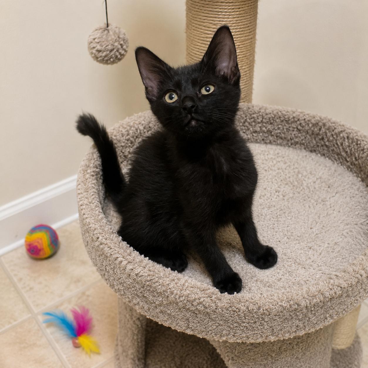 Enlarge Stitch, a ADOPTABLE mixed breed in Hillsboro, TX image 2/6