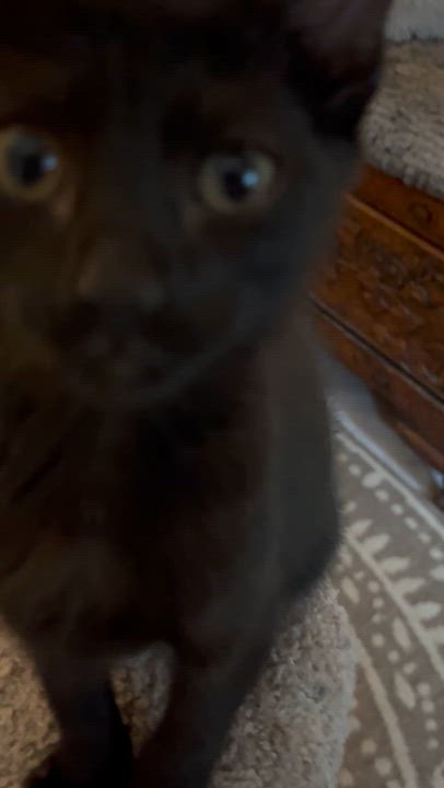 Enlarge Stitch, a ADOPTABLE mixed breed in Hillsboro, TX video 6/6