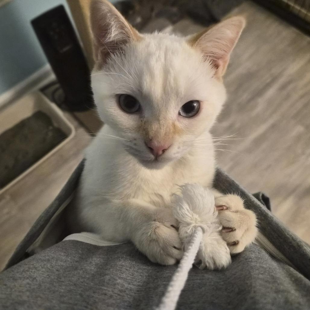 Earl Bassett, Adoptable, Young Male Siamese.