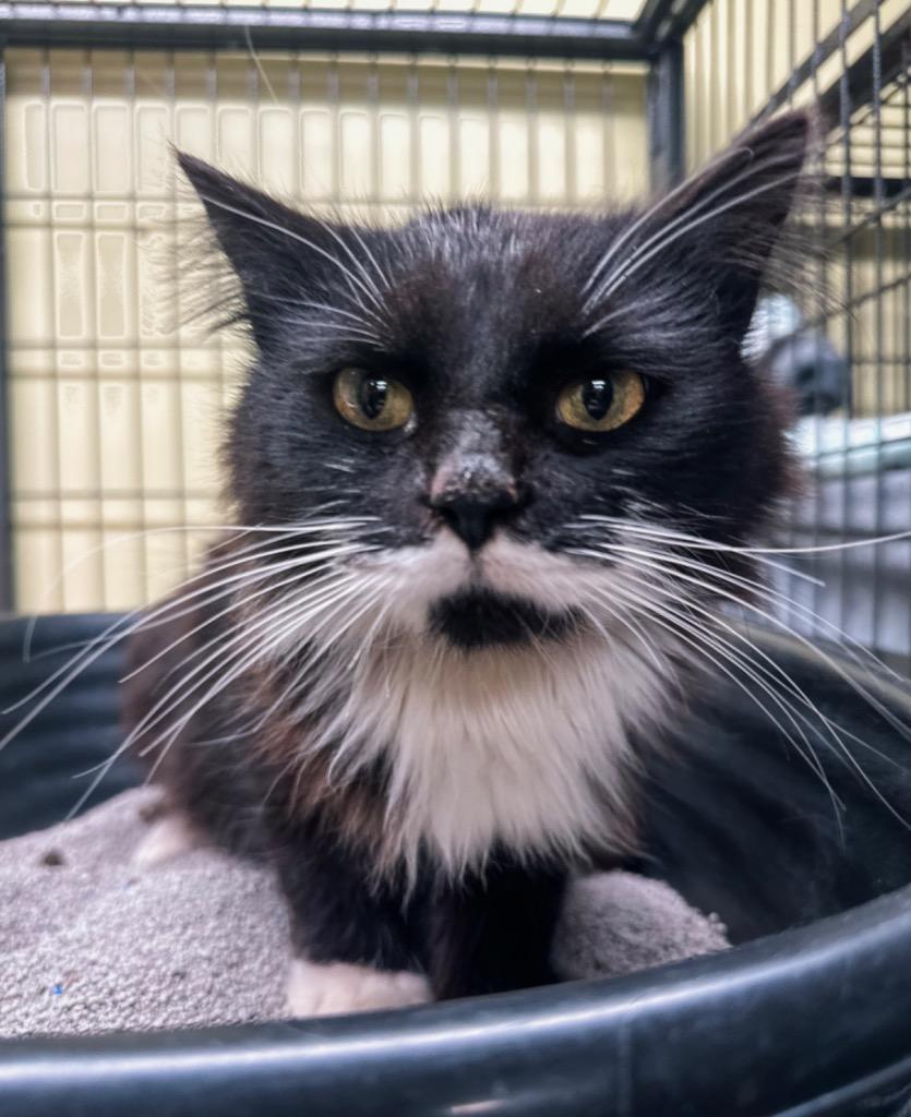 Doormat, Adoptable, Young Male Domestic Long Hair.