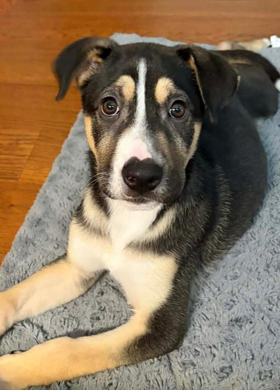 Enlarge Lyla, a Adoptable mixed breed in Springdale, PA image 1/6