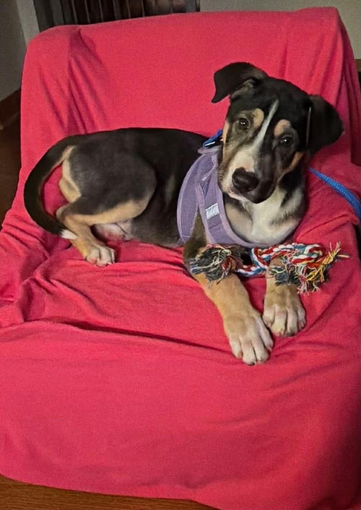 Enlarge Lyla, a Adoptable mixed breed in Springdale, PA image 2/6