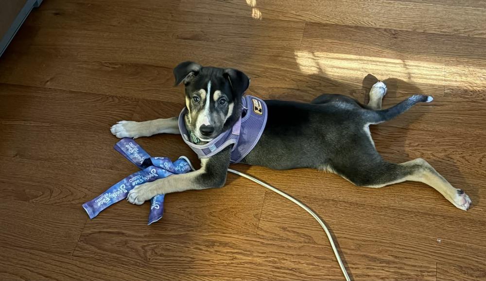 Enlarge Lyla, a Adoptable mixed breed in Springdale, PA image 3/6