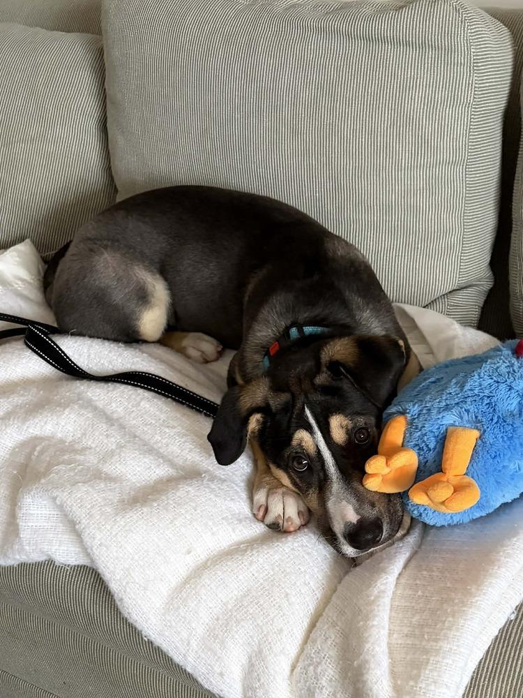 Lyla, Adoptable, Puppy Female Mixed Breed.