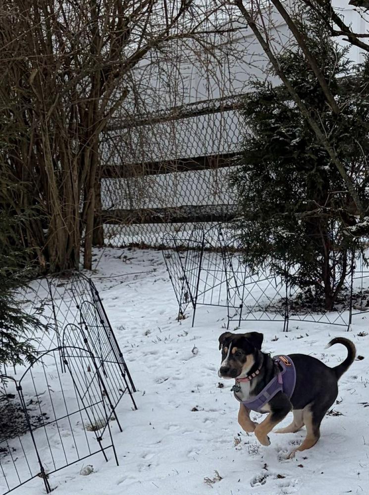 Enlarge Lyla, a Adoptable mixed breed in Springdale, PA image 4/6