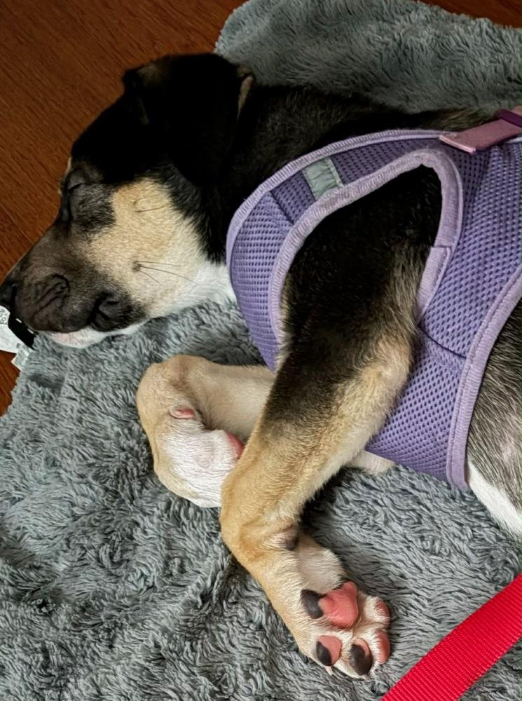 Enlarge Lyla, a Adoptable mixed breed in Springdale, PA image 5/6