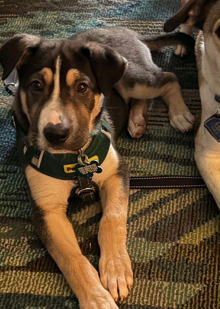 Enlarge Lyla, a Adoptable mixed breed in Springdale, PA image 6/6